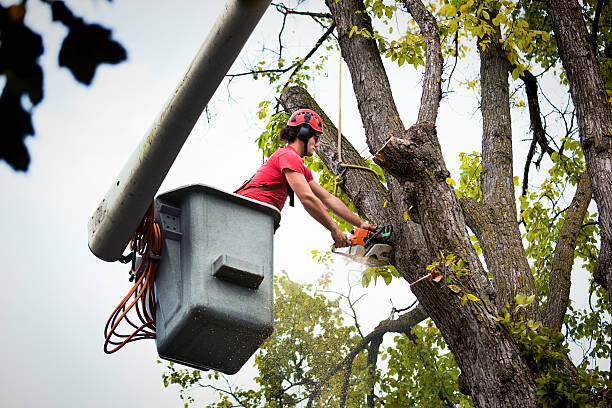 Claysburg, PA Tree Removal and Landscaping Services Company